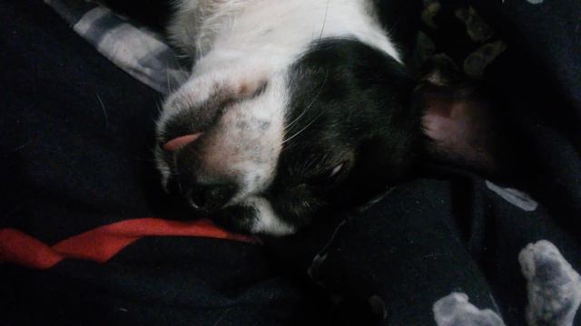 Собака очень странно спит (часть 1)