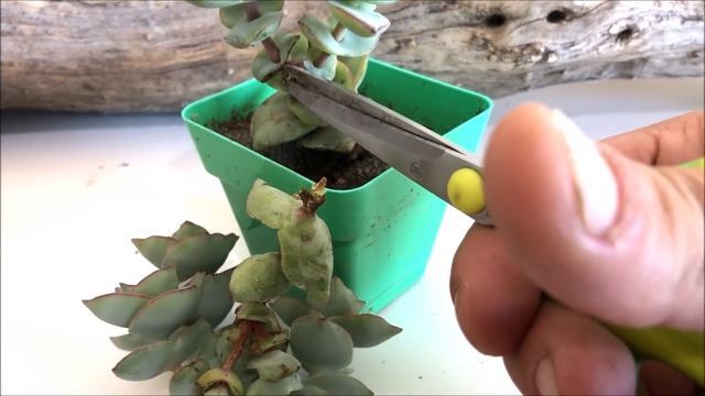 CRASSULA PERFORATA GIANT FORM ? | Cuidados y Reproducción смотреть онлайн