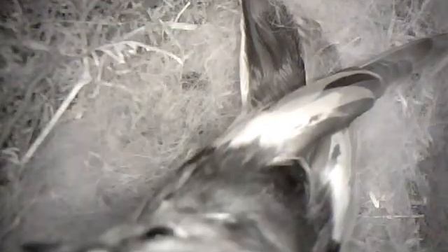 Самец мухоловки-пеструшки в гнезде синицы. смотреть онлайн