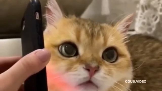 Когда утром слушаешь голосовые, которые ты отправлял ночью пьяным. смотреть онлайн