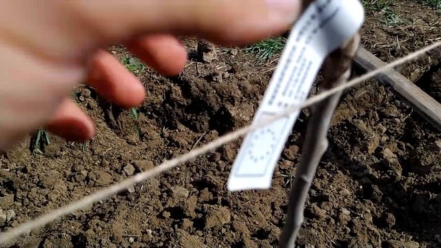 Фісташковий сад. смотреть онлайн