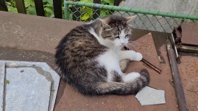 !!! WARNING !!! ANGRY Cat ! Don't touch my TAIL !!! смотреть онлайн