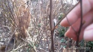 Обрезка спиреи. Спирея летнецветущая. Спирея весеннецветущая.