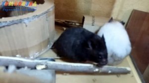 ДВА СИРИЙСКИХ ХОМЯКА ЖИВУТ ДРУЖНО! МОГУТ ЛИ ДВА ХОМЯКА ЖИТЬ В ОДНОЙ КЛЕТКЕ?