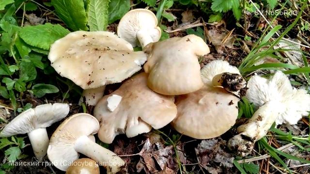 Майский гриб (Сalocybe gambosa) смотреть онлайн