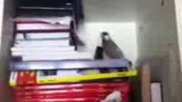 Amadina Risovaja Poet 1 Spaces Ruс приколы с животными