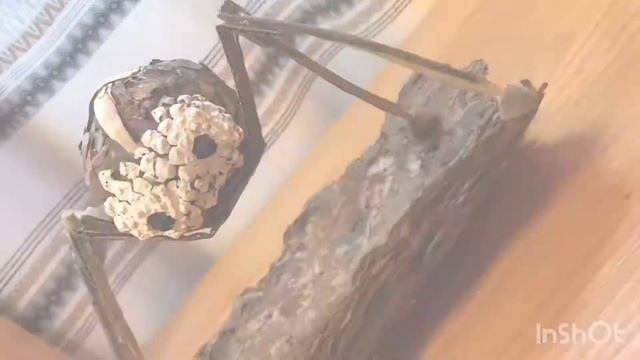 Паук из шишек к Хэллоуину. Spider for Helloween | Паук из природных материалов смотреть онлайн