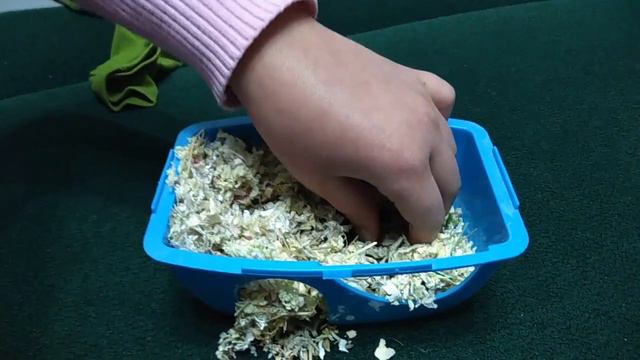 у Фани родились первые хомячата. 11 дней смотреть онлайн