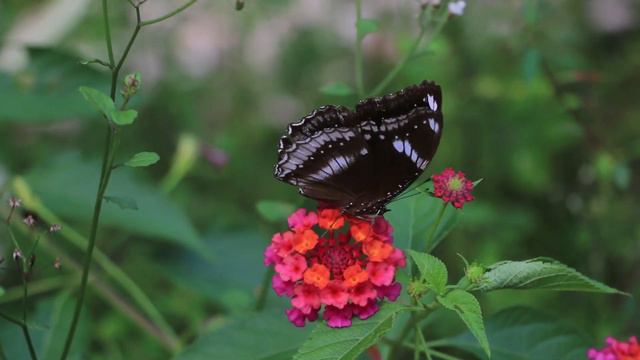 The many fascinating facts about the life of a Butterfly Relaxing Nature Sights, Sounds White Noise смотреть онлайн