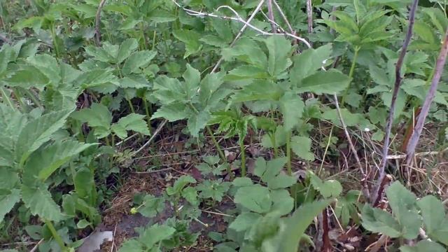 Конфорка для дачной печи смотреть онлайн