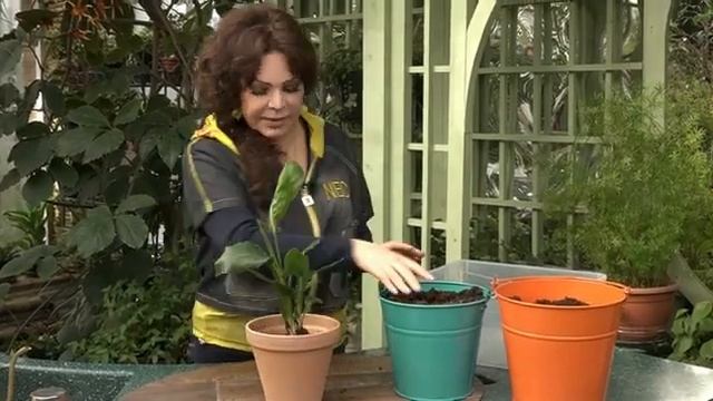 ВЫРАЩИВАЕМ СТРЕЛИЦИЮ смотреть онлайн