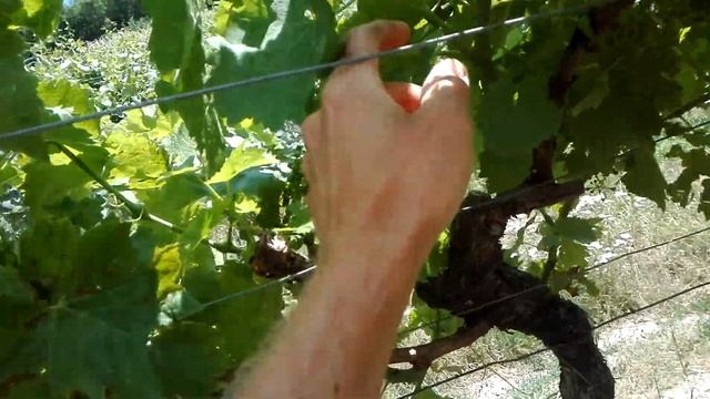 Múčnatka viniča (Uncinula necator) смотреть онлайн