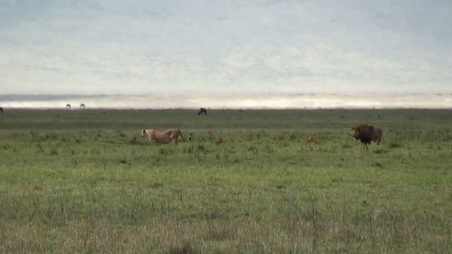 2015 Tanzania Travelogue смотреть онлайн