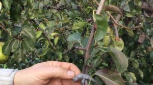 ЖИЗНЬ в ГЛУХОЙ ДЕРЕВНЕ.БЕЛАРУСЬ. Груша  КСЕНИЯ .Ноябрьская Молдовы  эталон вкуса