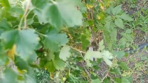 смородина золотиста Шафак