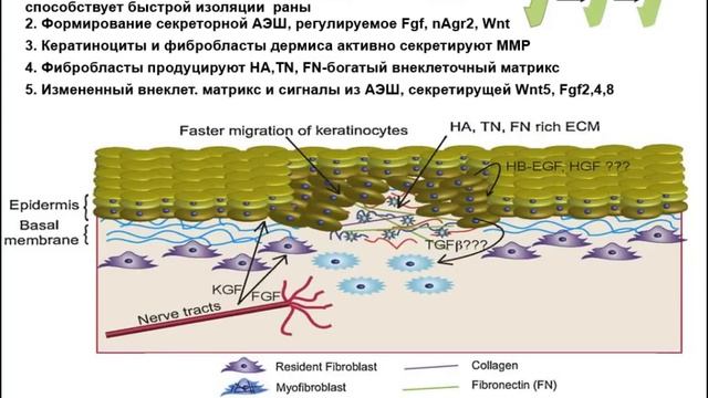 Регенерация, которую мы потеряли