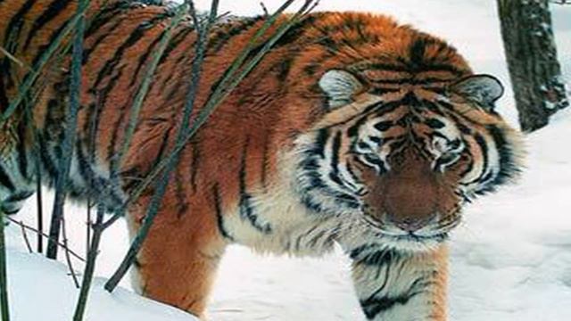 ТОП 3 МОИХ ЛЮБИМЫХ ЖИВОТНЫХ! ЗОЛОТОЙ ДЕЛЬФИН смотреть онлайн