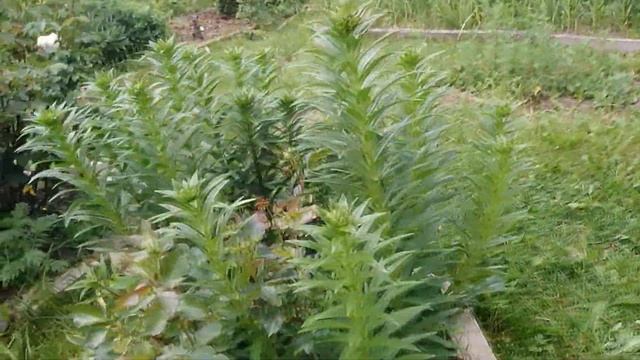 ЖАРА--ПЛЮСЫ И МИНУСЫ--ДАЧА 08.06.2019Г. смотреть онлайн