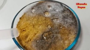 Выращиваем биопрепараты. Мукор или Метаризиум? Разбираемся.