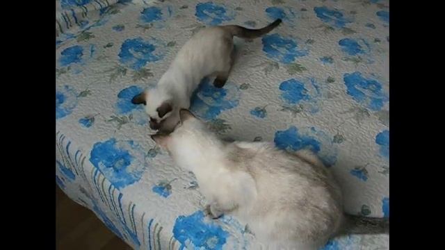 Кошка, котёнок и стрекоза! Тайские кошки - это чудо! Funny Cats смотреть онлайн