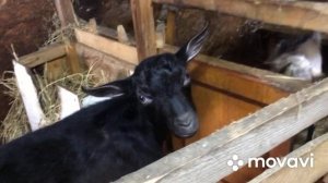 Парез у коз. Лечение пареза, симптомы.