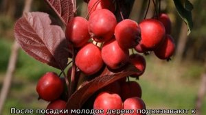 Райская яблоня