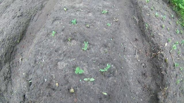 Проросли семена фасоли и гороха смотреть онлайн