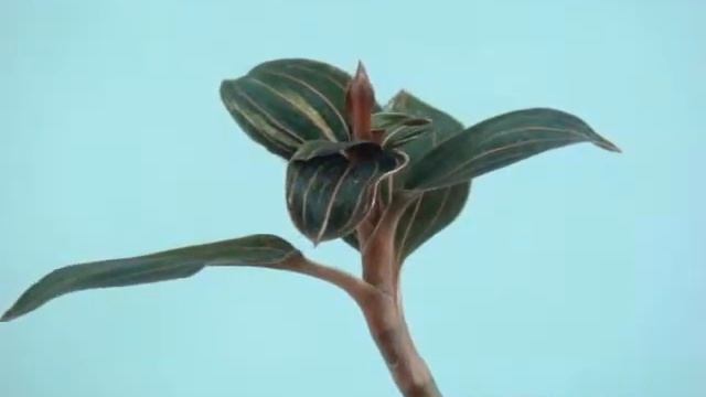 Jewel orchid/Ludisia discolor　var　/драгоценные орхидеи/ смотреть онлайн
