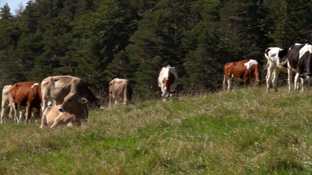 ЖИЗНЬ НА НОВОЙ ЗЕМЛЕ. Домашние животные на Новой Земле. смотреть онлайн