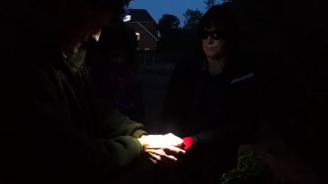 Lara the Pipistrelle's New Moon Flight смотреть онлайн