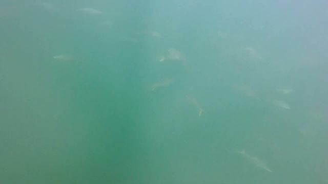 Подводная охота на Желтохвостую лакедру смотреть онлайн