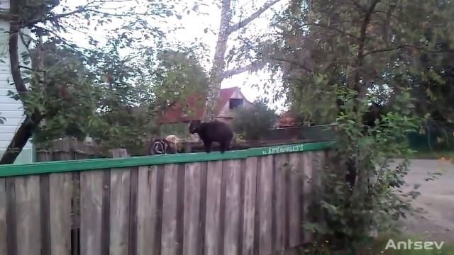 Борьба кошек на заборе и под забором. смотреть онлайн