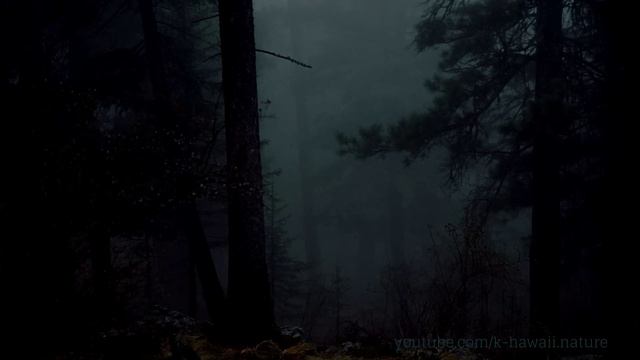 Звуки ночного леса. Ночь в лесу. Релакс на 5 часов смотреть онлайн