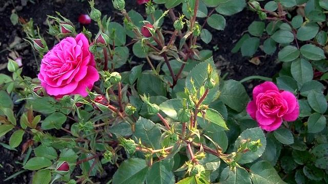 В гостях у Натальи Петренко. Розы в августе смотреть онлайн