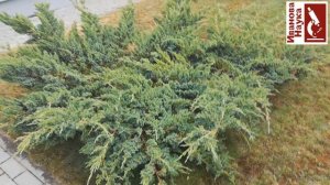 Можжевельники для начинающих. О видах и сортах можжевельника.