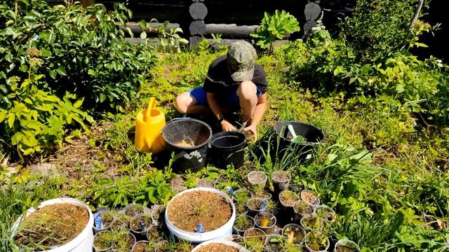 ? Как самому вырастить #Кедр Сибирский ??? у себя дома в пластиковых стаканчиках объёмом 0,5 л смотреть онлайн