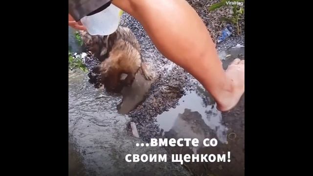 Собака пытается спасти своего щенка смотреть онлайн