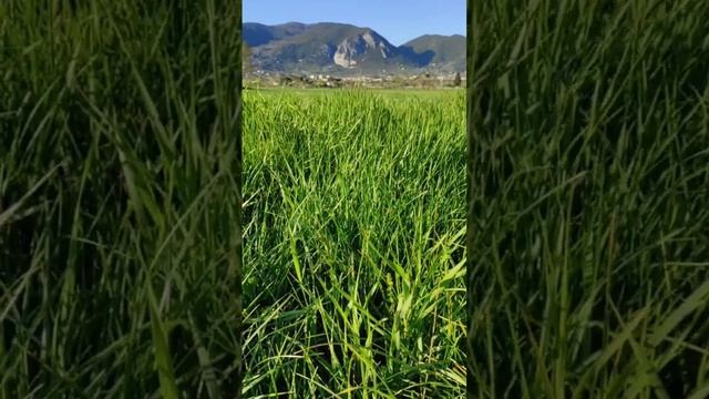 Медитация Расширения любви смотреть онлайн