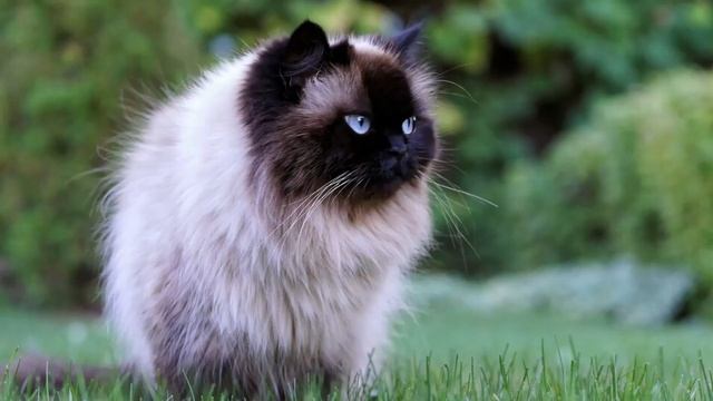 Королева кошачьего мира - дерзкая, грациозная, злая и одновременно ласковая сиамская кошка смотреть онлайн