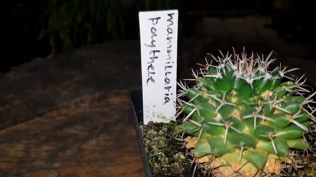 Hoe Te Verzorgen Mammillaria Polythele Cactussen смотреть онлайн