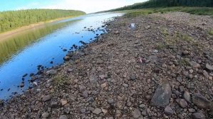 Нерест ГОРБУШИ в августе 2021 / Варзуга
