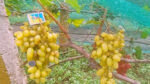 Сорт винограда "Бананас"?