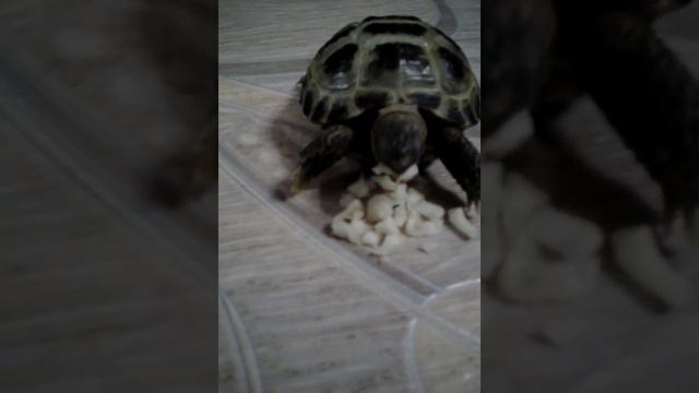 Черепаха Чери и морская свинка Шуша кушают. Оригинал ням ням смотреть онлайн