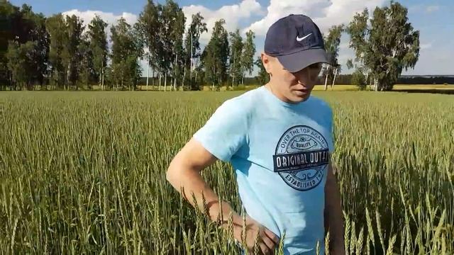 О технологии выращивания зерновых и необходимости регулятора роста смотреть онлайн