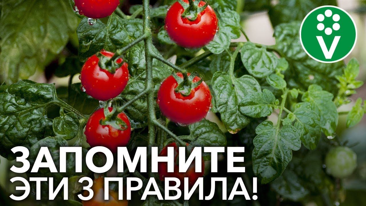 Как вырастить ТОМАТЫ В КОНТЕЙНЕРАХ и ВЕДРАХ? смотреть онлайн