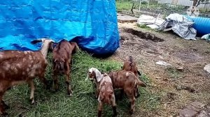 Средство от клещей коровам и козам