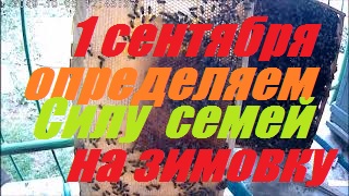 Силу семей в зиму.Сколько р.р.на 1 сентября столько рамок пчелы в зиму.Падевый мёд. смотреть онлайн
