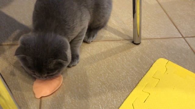 Кот и рыба. Нужно ли коту любить игрушечную рыбу? смотреть онлайн