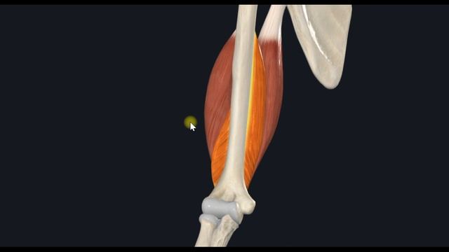 Трехглавая мыщца плеча (m. Triceps Brachii) 3D Анатомия