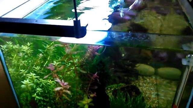 planta cabomba furcata. смотреть онлайн
